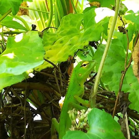 Bed and Breakfast Vivid Lanka Bentota Exterior foto