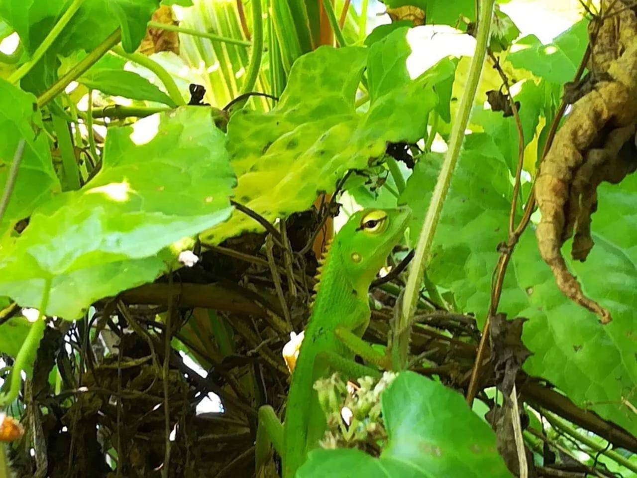 Bed and Breakfast Vivid Lanka Bentota Exterior foto