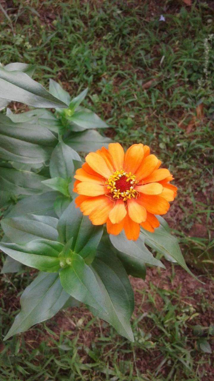 Bed and Breakfast Vivid Lanka Bentota Exterior foto
